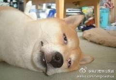 晒焦了搞笑的图片  第3张